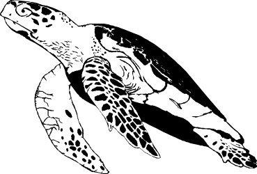 Black and White Turtle Silhouette on Dark Background - Stunning Clipart