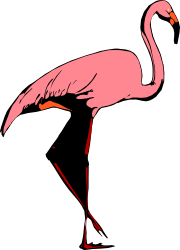 Pink Flamingo on Black Background - Stunning Clipart Illustration