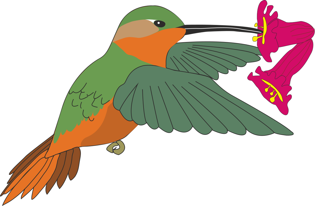 Hummingbird Clipart: Vibrant and Lively Nature Scenes