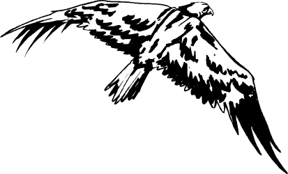 Black and White Bird Flying in the Air - Stunning Clipart for Your Projects