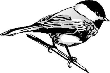 Black and White Bird with White Beak - Stunning Clipart for Any Design