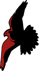 Bird Flying in the Air - Stunning Black Background Clipart