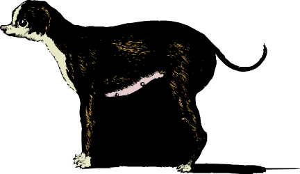 Black and White Dog Silhouette on Dark Background - Captivating Clipart