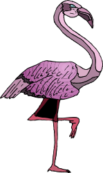 Pink Flamingo on Black Background - Stunning Clipart