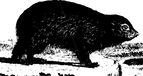 Black and White Cat on Black Surface - Captivating Clipart