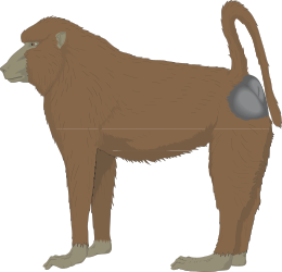 Gray-Tailed Monkey Clipart: Playful Animal Illustrations for Your Projects