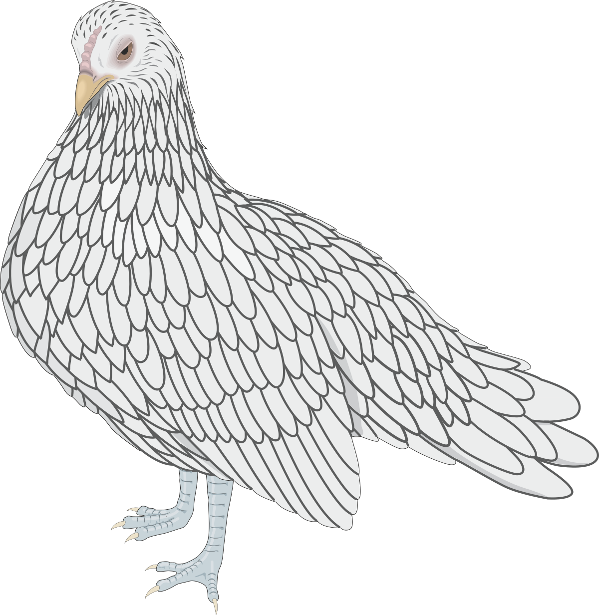 a white bird with black wings clip art png transparent Stunning White Bird with Black Wings Clipart for Versatile Uses
