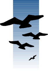 Birds Flying in the Sky Clipart - Vibrant Border Design