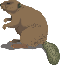Beaver Holding Fish Clipart for Nature Enthusiasts