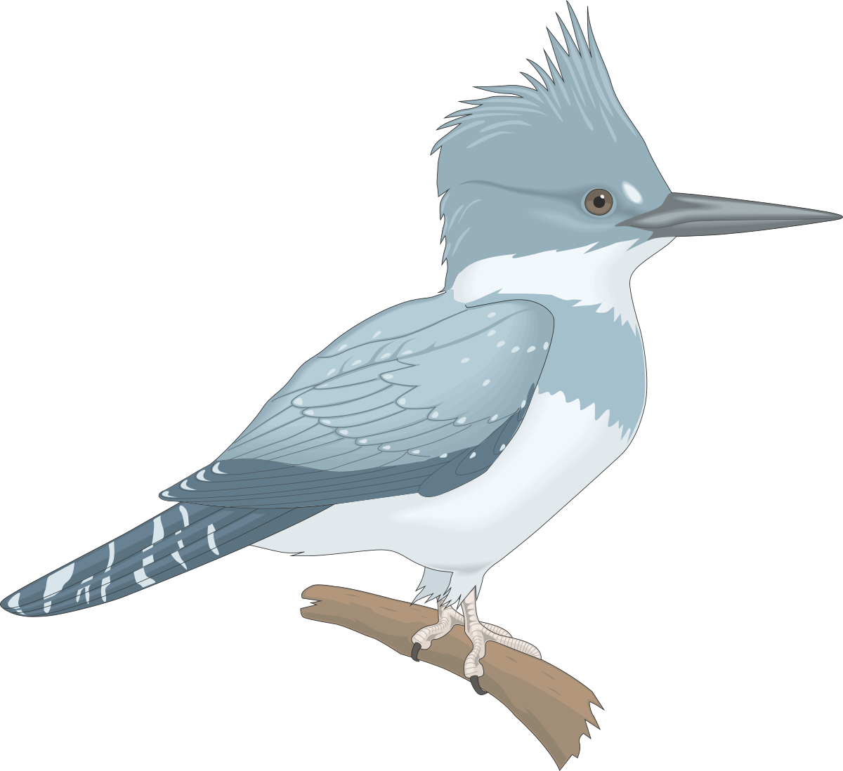 Bird on a Branch - Stunning Clipart with Black Background