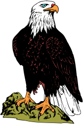 Eagle Perched on Rock - Stunning Black Background Clipart