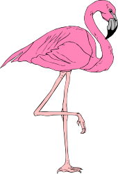 Pink Flamingo on Black Background Clipart