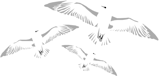 Three Birds Flying in the Air Clipart - Vibrant Wildlife Illustration