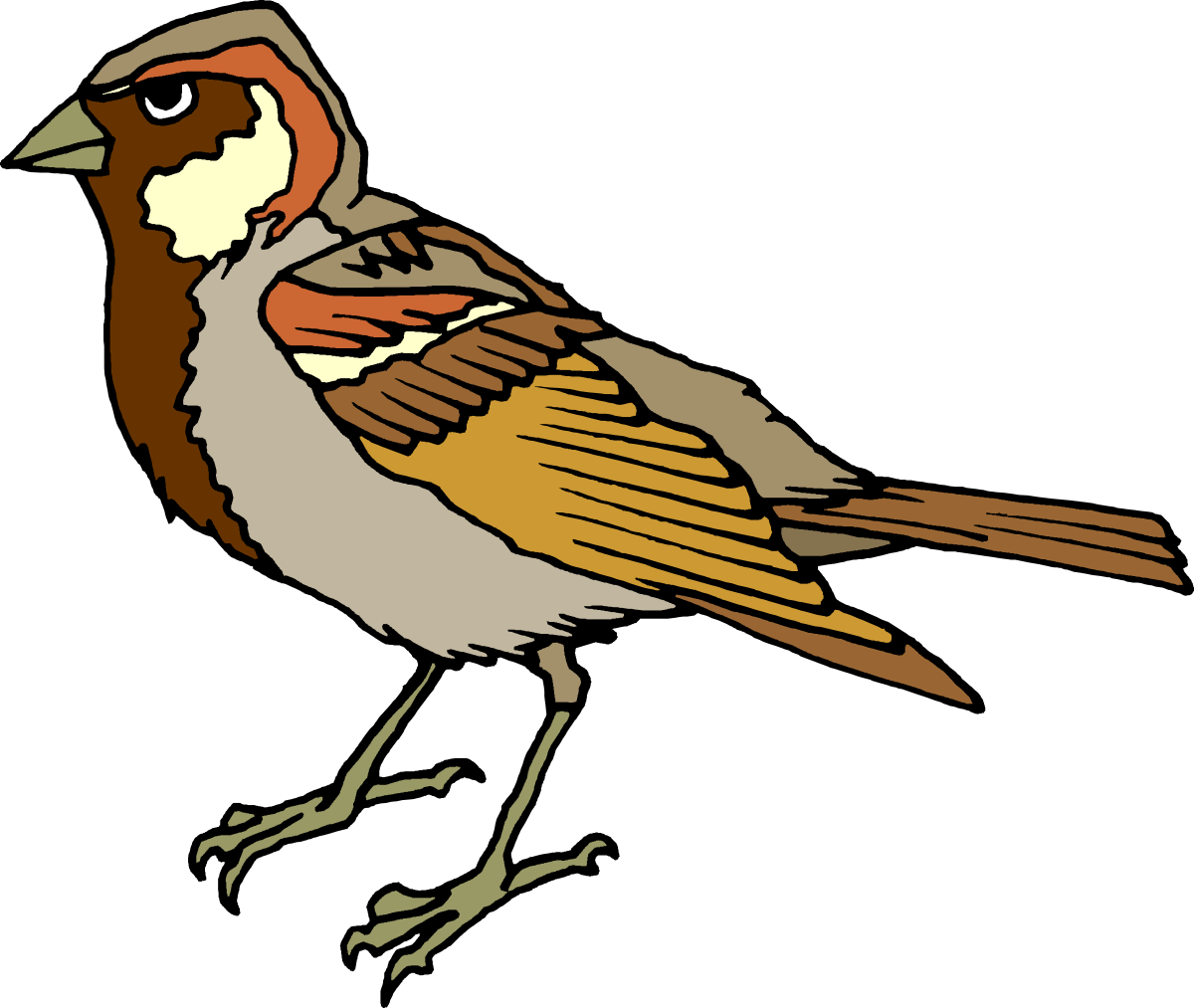 Brown and White Beak Bird Clipart - Vivid Nature Illustration