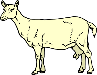 White Cow on Black Background - Stunning Clipart for All Uses
