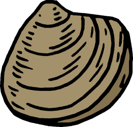 Shell Illustration on Black Background - Stunning Clipart for Various Uses