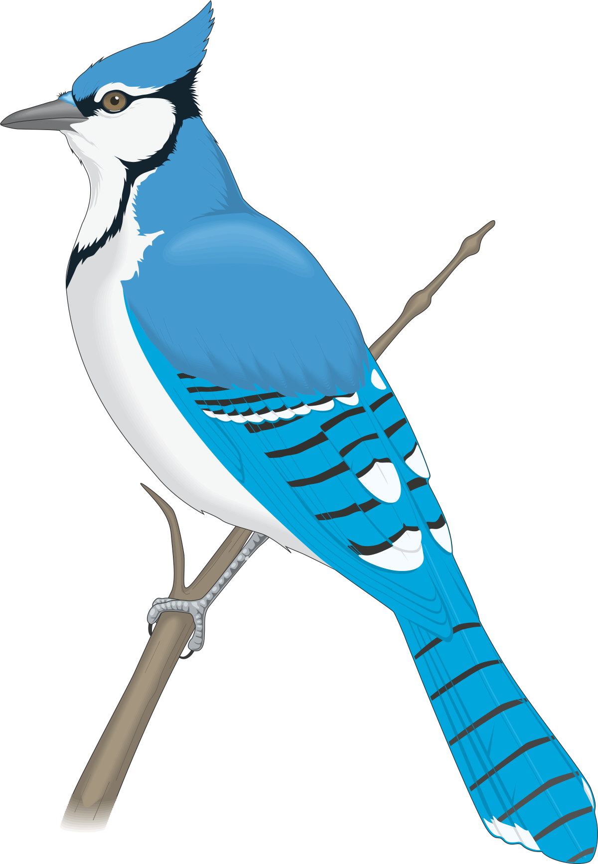 Blue Jay Perched on a Branch - Vibrant Nature Clipart