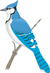 Blue Jay Perched on a Branch - Vibrant Nature Clipart