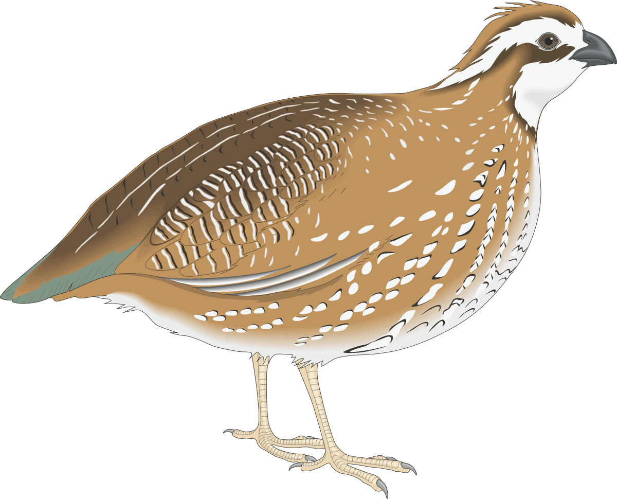 Bird Clipart with White and Brown Beak - Nature's Beauty