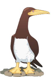 Bird with Long Beak and White Chest Clipart