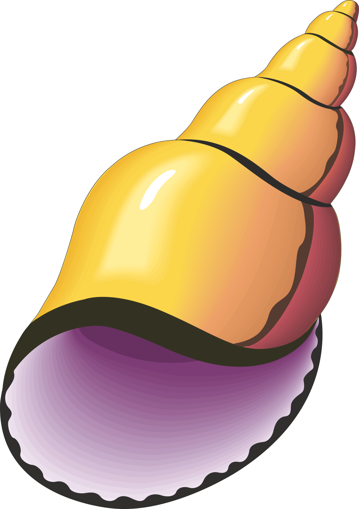Purple Shell Inside a Shell Clipart  Perfect for Nature Themes