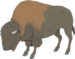 Bison Standing Majestically on Black Background Clipart