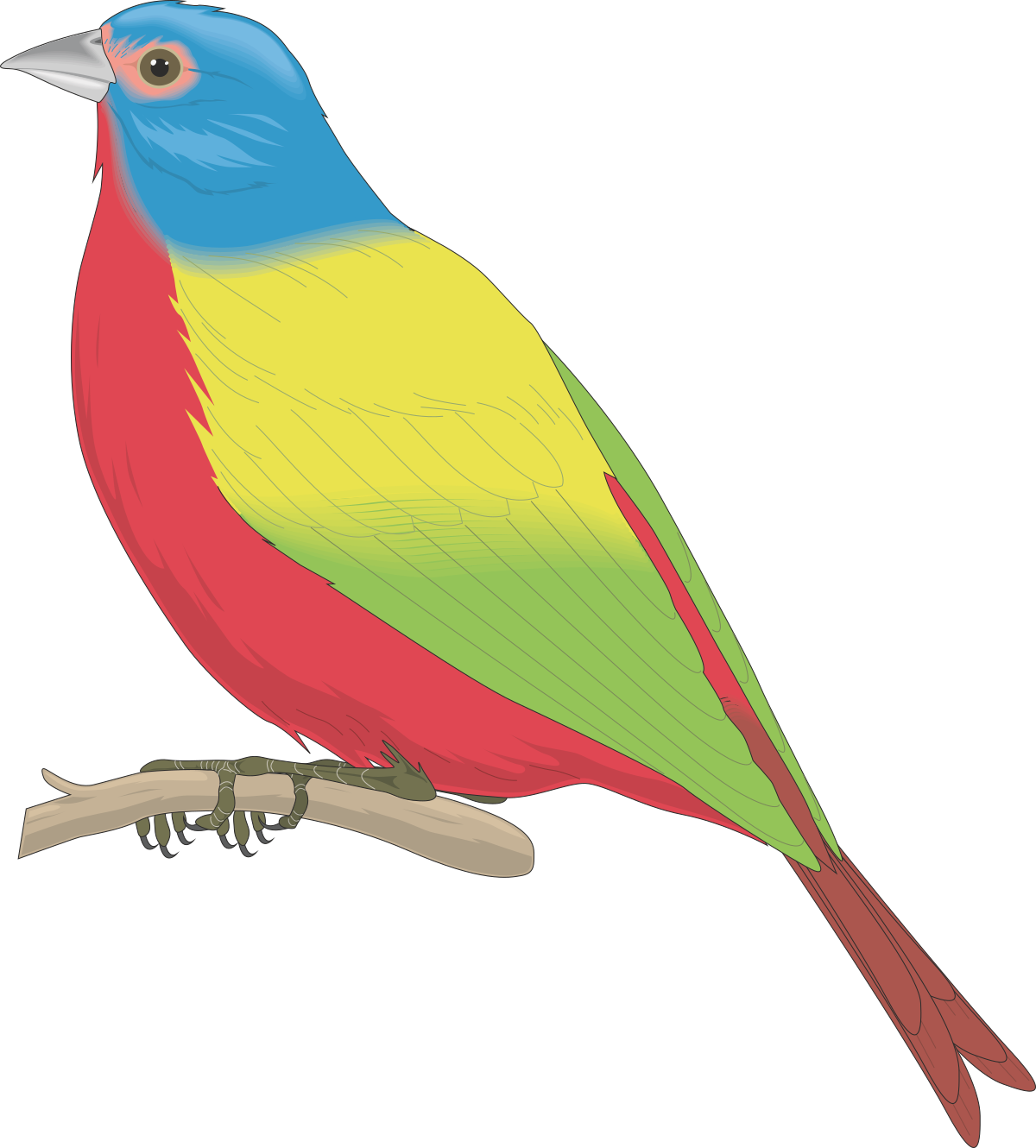 Colorful Bird on Branch Clipart: Vibrant Nature Art