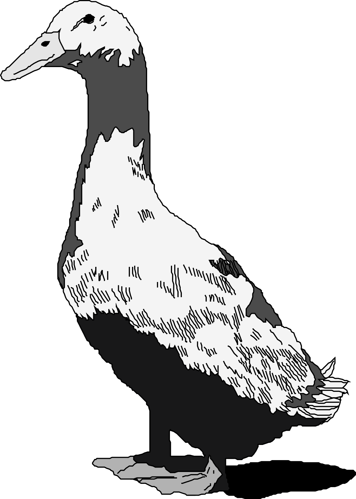Black and White Bird Clipart with Long Beak