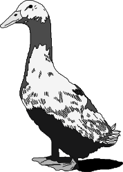 Black and White Bird Clipart with Long Beak