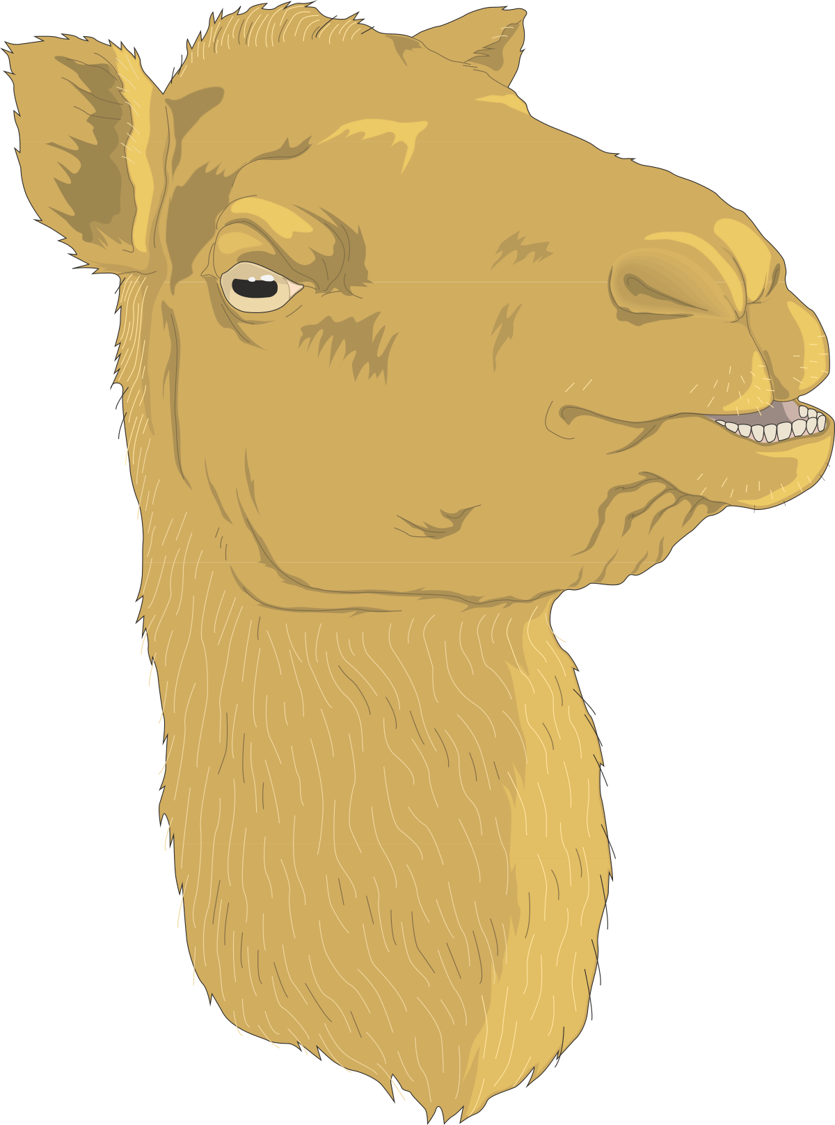 Camel with Big Nose Clipart - Fun and Unique Animal Illustration
