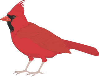 Red Bird with Black Eyes and Beak - Stunning Clipart for Your Projects