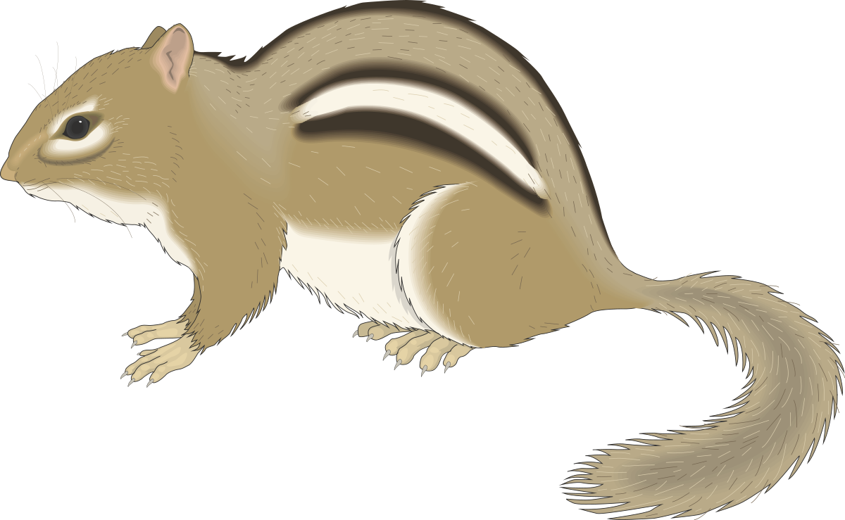 a small chip chip chip chip chip chip chip chip chip chip chip chip chip chip chip chip chip chip chip chip chip chip chip chip chip chip chip chip chip chip chip chip chip chip chip chip chip chip chip chip chip chip chip chip chip chip chip chip chip chip chip chip chip chip chip chip chip chip clip art png transparent Charming Clipart of a Small Chipmunk: Nature's Delight