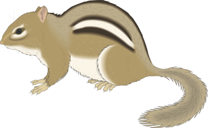 Charming Clipart of a Small Chipmunk: Nature's Delight