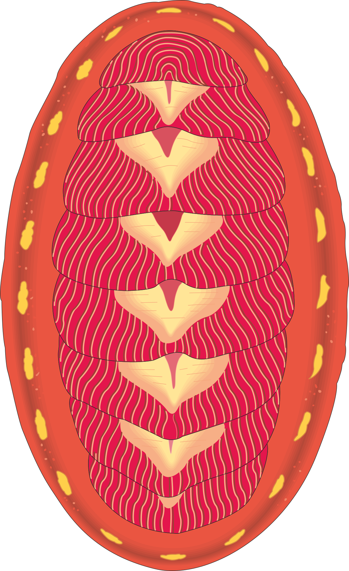 a piece of meat with a pattern of bacon clip art png transparent Meat with Bacon Pattern Clipart for Delicious Dishes