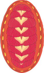 Meat with Bacon Pattern Clipart for Delicious Dishes