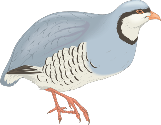 Long Beaked Bird Clipart: Elegant Avian Illustration for Your Projects