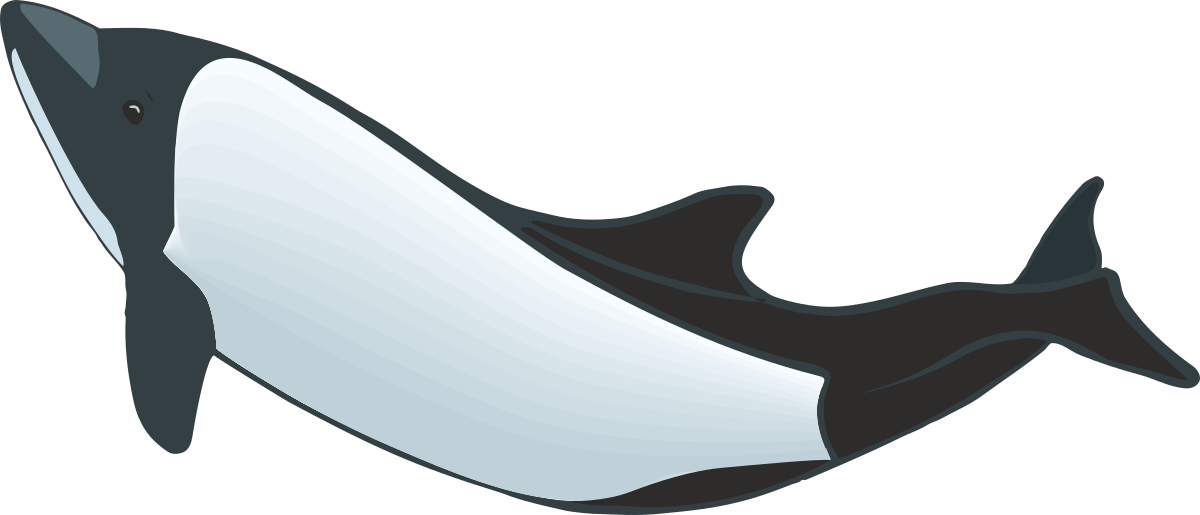 a killer whale with a white and black tail clip art png transparent Killer Whale Clipart: Black and White Tail Graphic