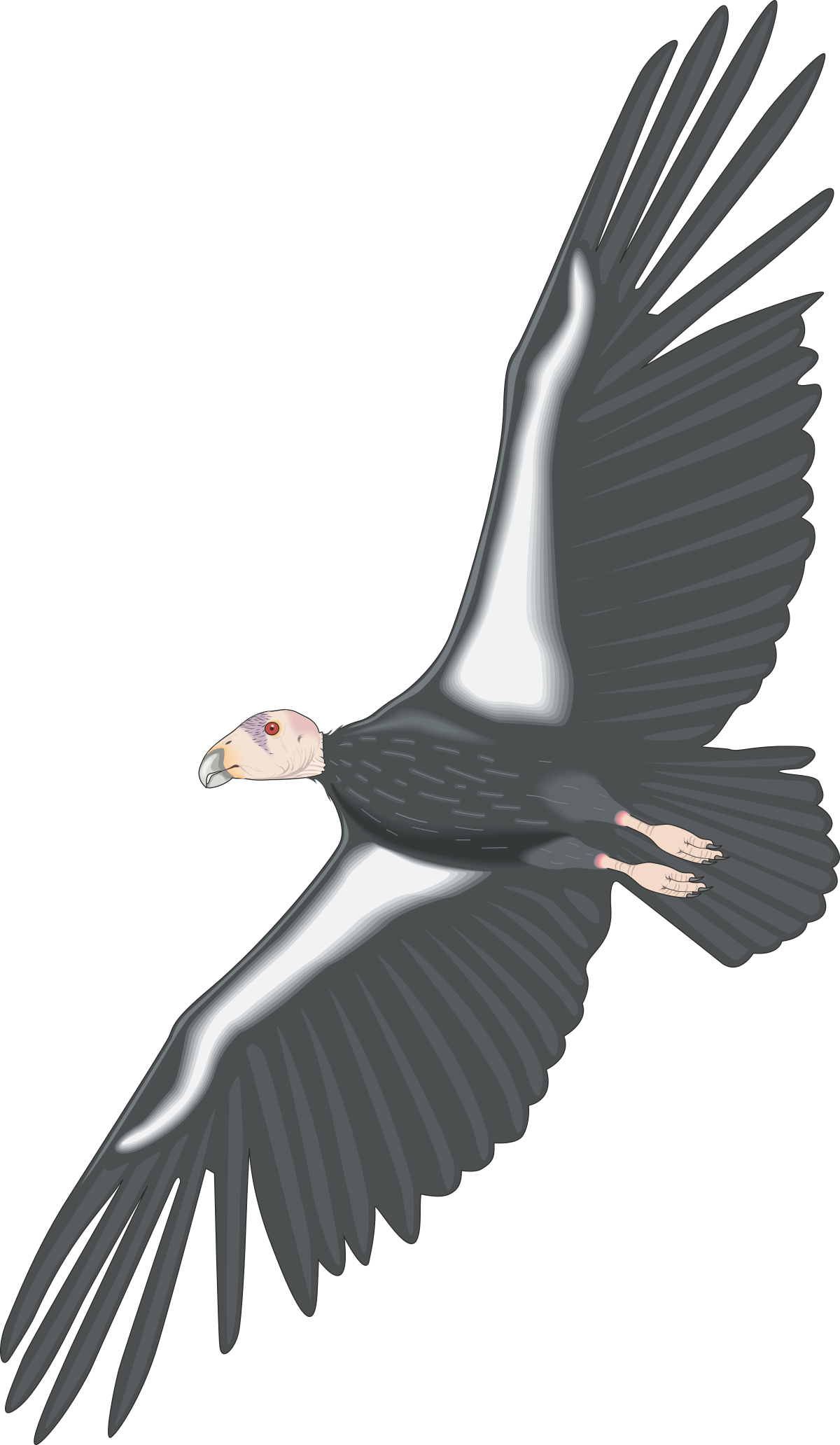 Bird Flying in the Air with Outspread Wings Clipart