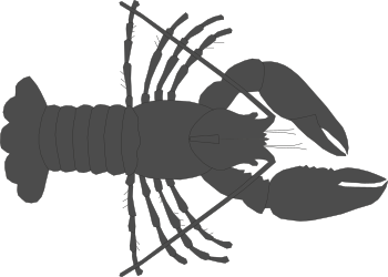Lobster Clipart: Long-Tailed Lobster Illustrations for Creative Projects