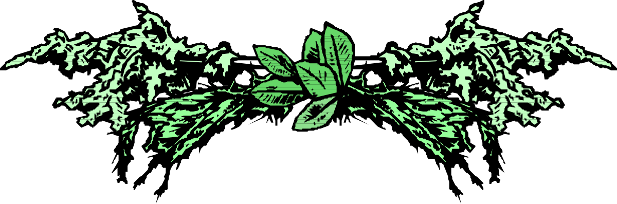 Green Butterfly with Elegant Borders | Stunning Clipart Design