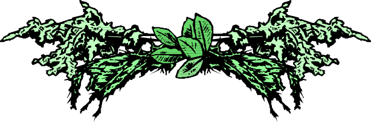 Green Butterfly with Elegant Borders | Stunning Clipart Design