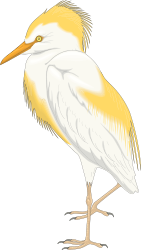 Yellow Feathered Bird Clipart: Vibrant Avian Design on Black Background