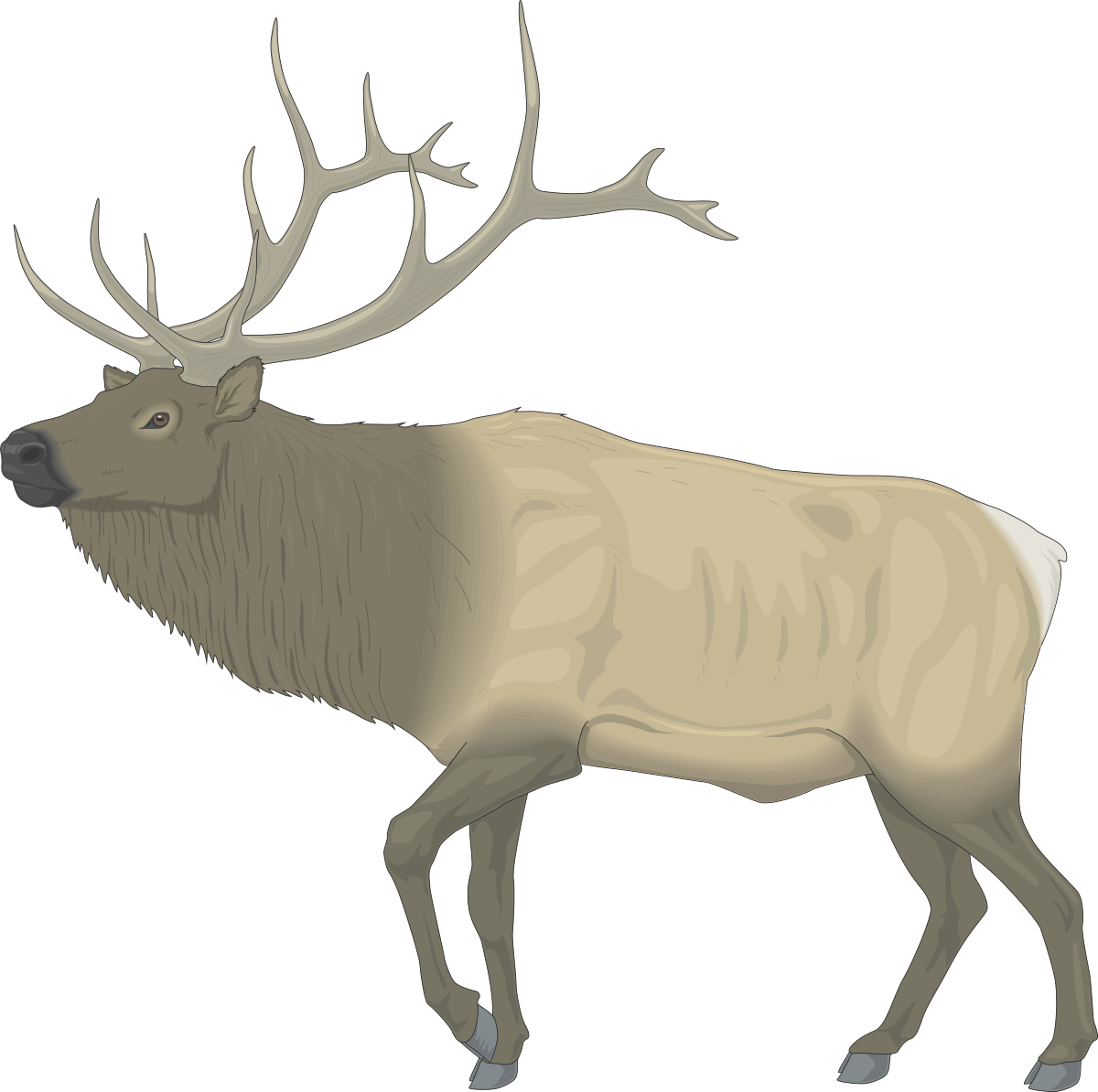 Elk Standing Majestically in Dark Forest Clipart