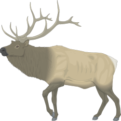 Elk Standing Majestically in Dark Forest Clipart