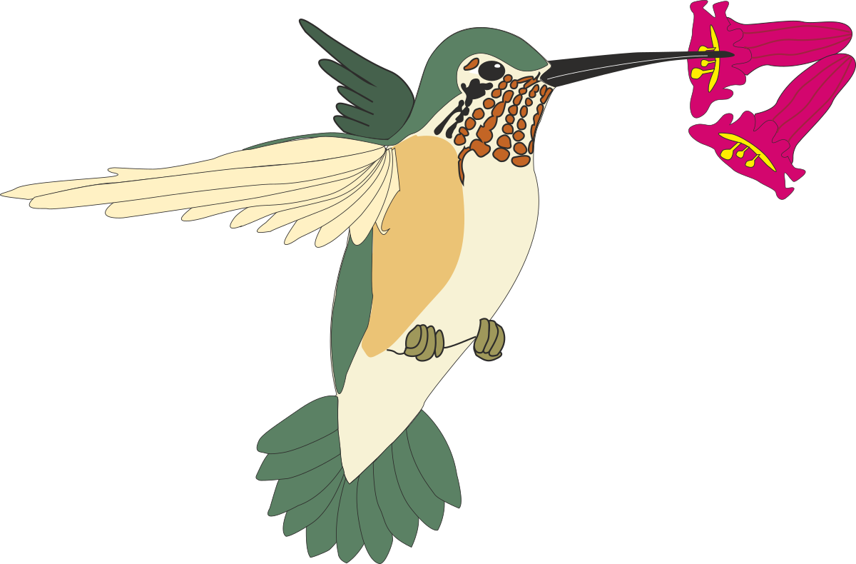 Hummingbird Clipart: Vibrant and Lively Illustrations