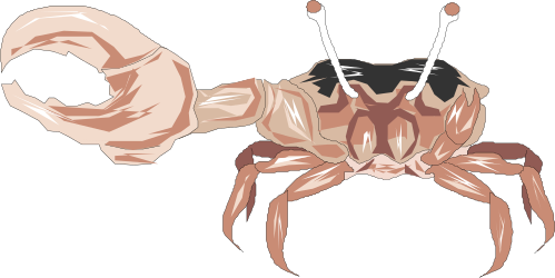 ANIMALS,CRUSTACE,FIDCRAB clipart