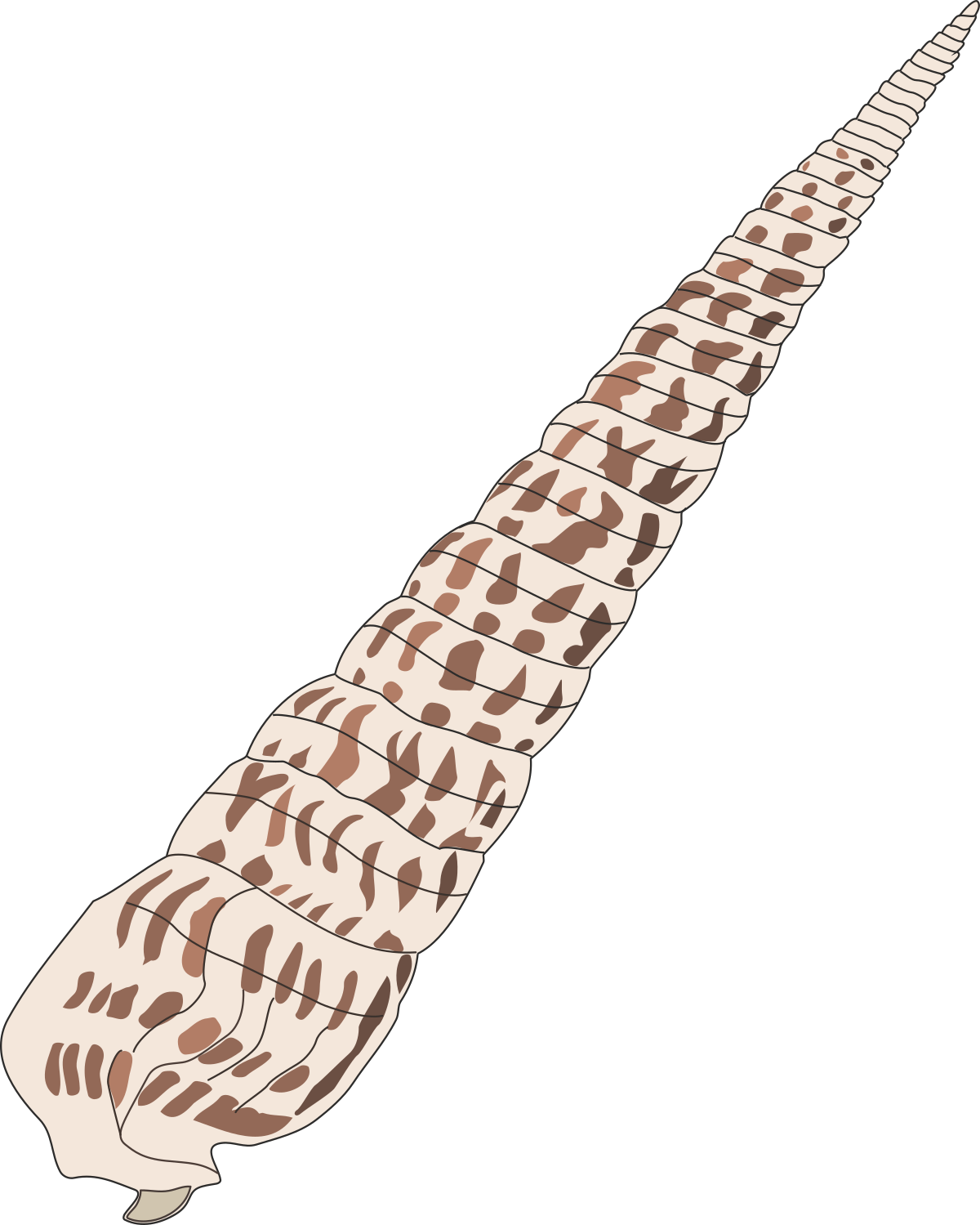 a long, narrow, narrow, narrow, narrow, narrow, narrow, narrow, narrow, narrow, narrow, narrow, narrow, narrow clip art png transparent Narrow Clipart: Unique Long Shapes for Creative Designs