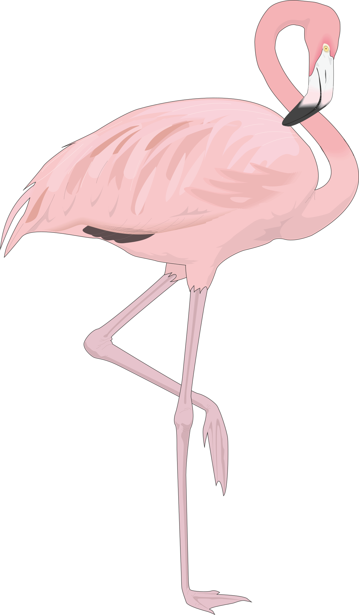 a pink flaming standing on its hinds clip art png transparent Pink Flamingo Standing on Hinds Legs Clipart