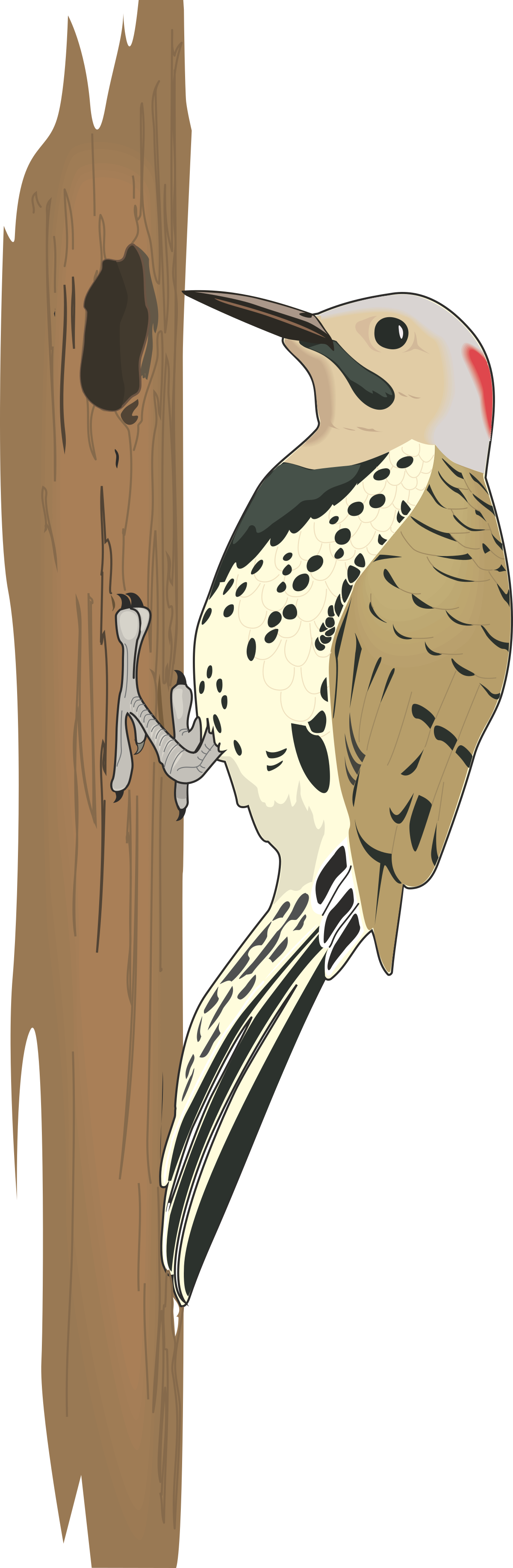 Bird on Tree Branch Clipart - Nature Illustration for Creative Projects