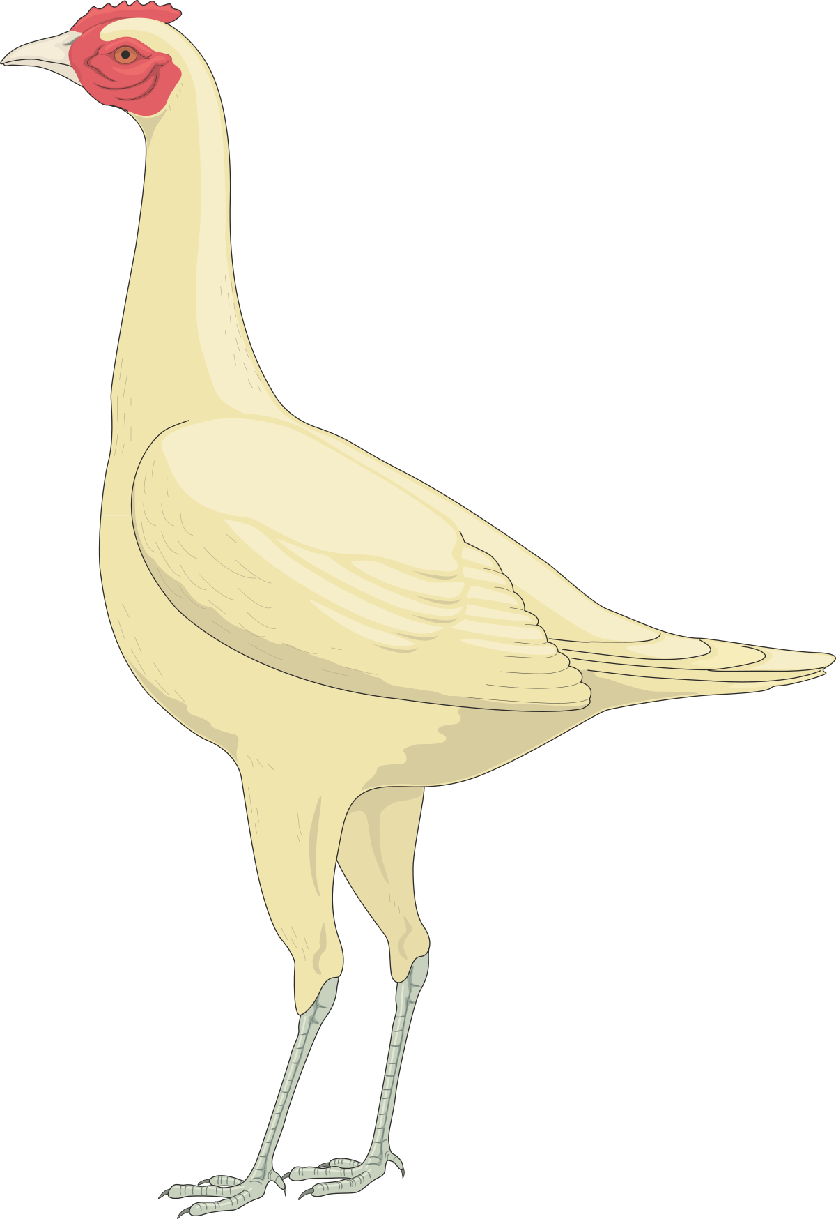 White Bird with Red Beak - Vibrant Clipart for Your Creative Projects